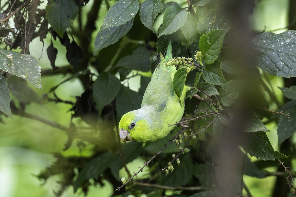 マメルリハシインコ - ML647409022