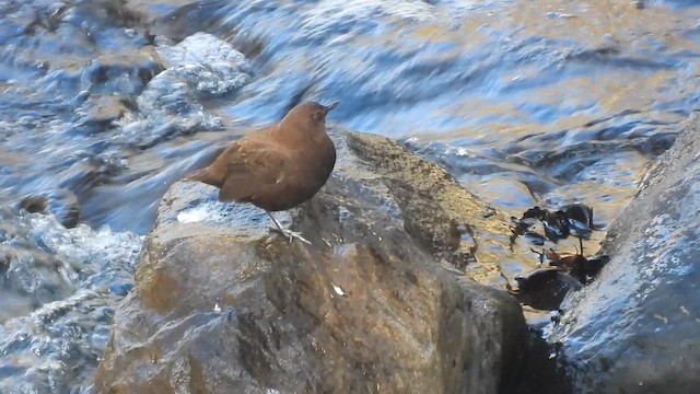 カワガラス - ML647409023