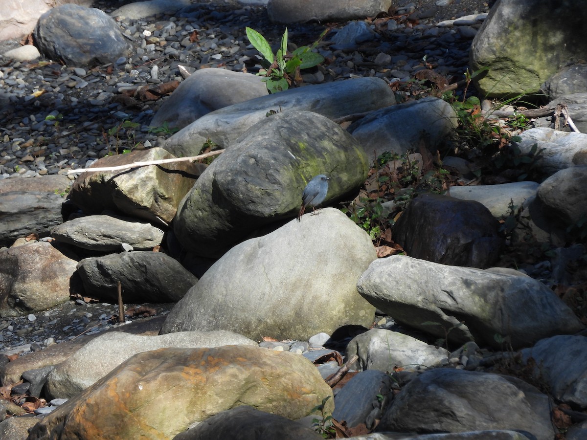 カワビタキ - ML647409026