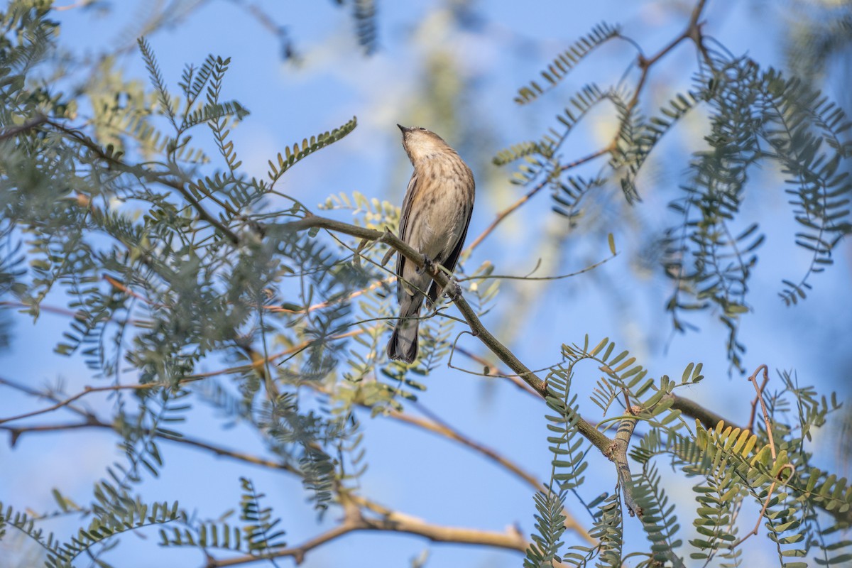 キヅタアメリカムシクイ - ML647409027