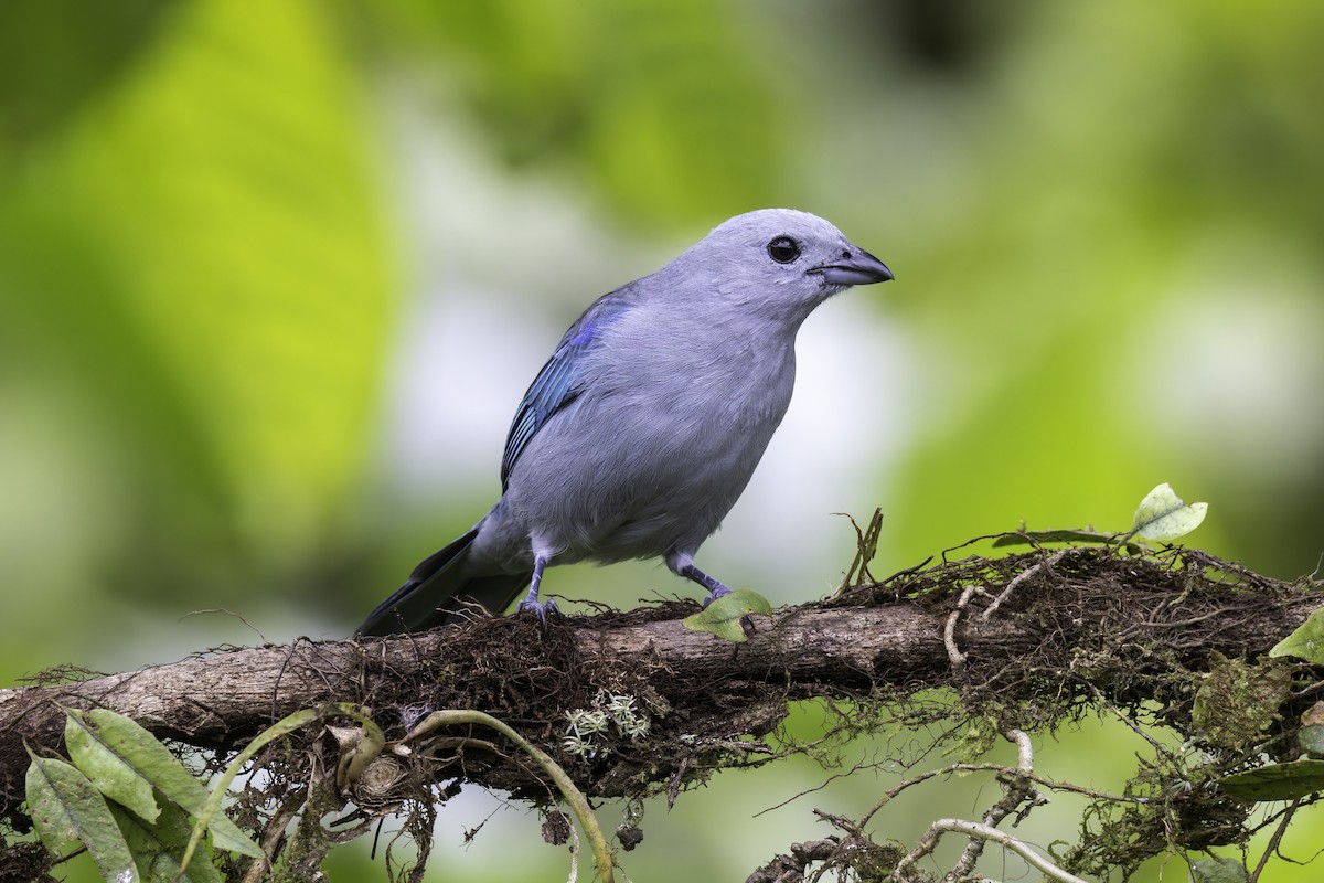 ソライロフウキンチョウ - ML647409028