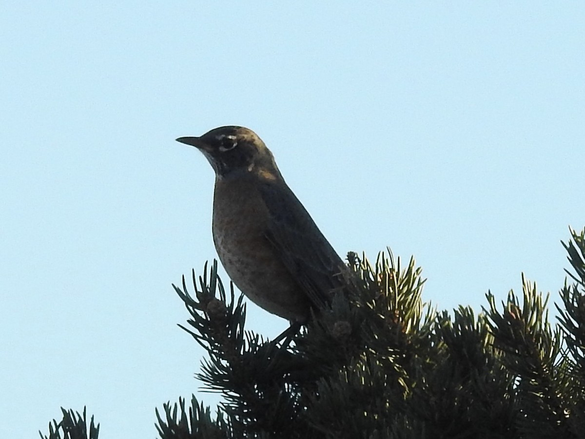 コマツグミ - ML647409030