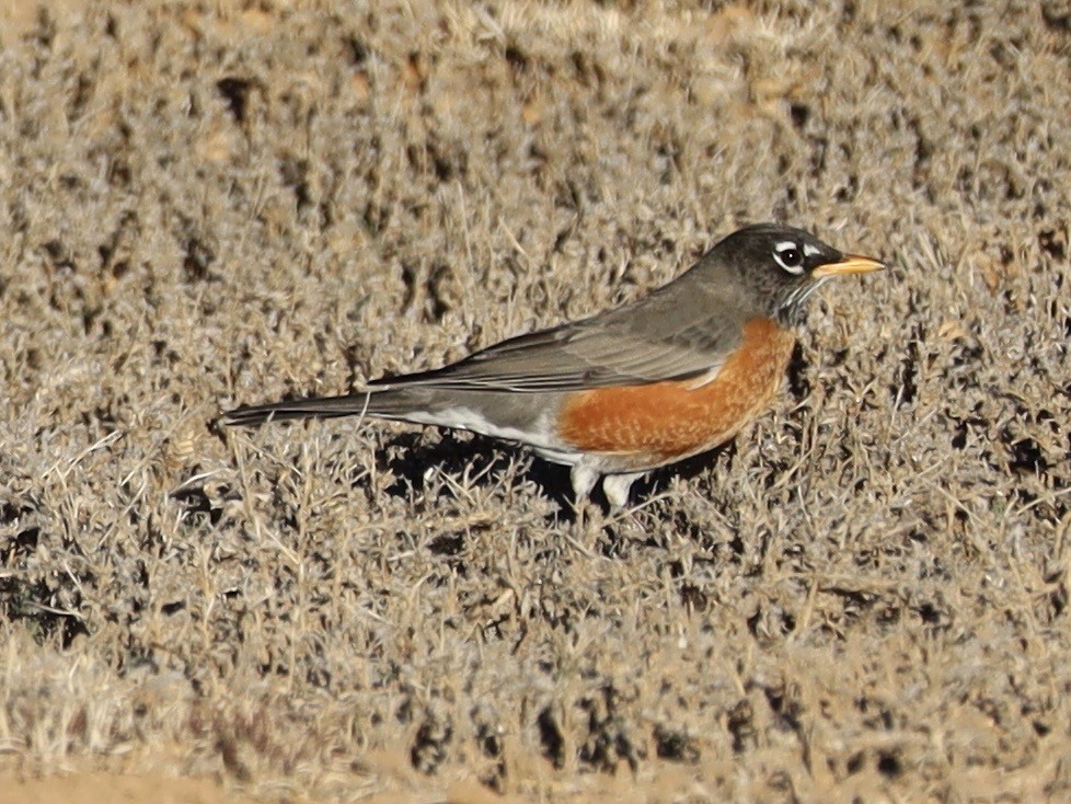 コマツグミ - ML647409033