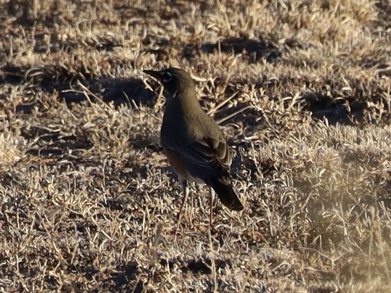 コマツグミ - ML647409034