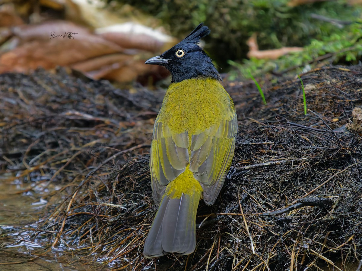 クロボウシヒヨドリ - ML647409035