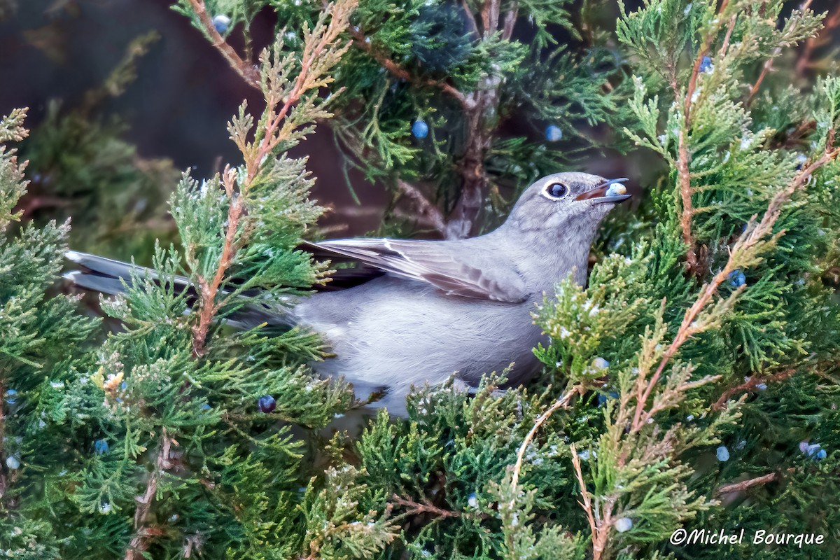 ハエトリツグミ - ML647409036