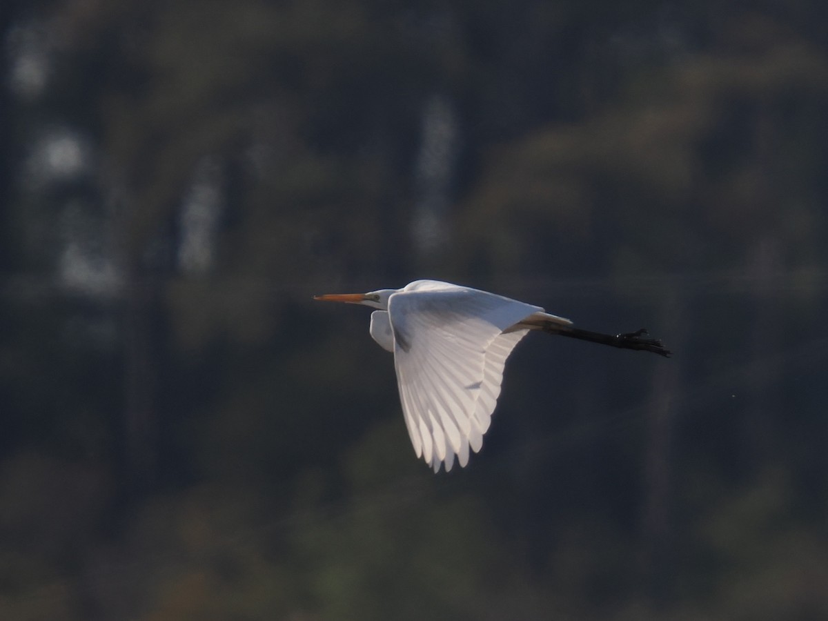 ダイサギ - ML647409037