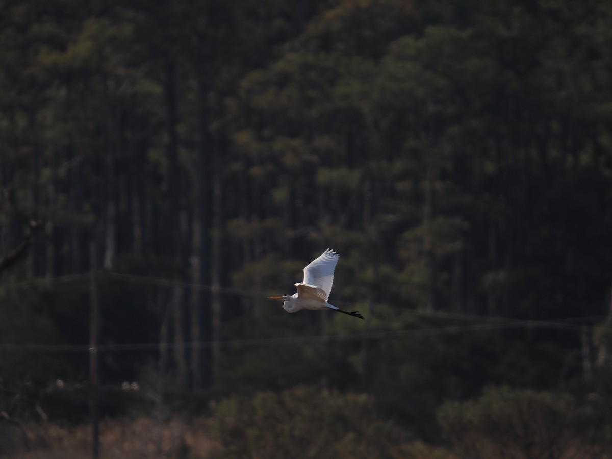 ダイサギ - ML647409038