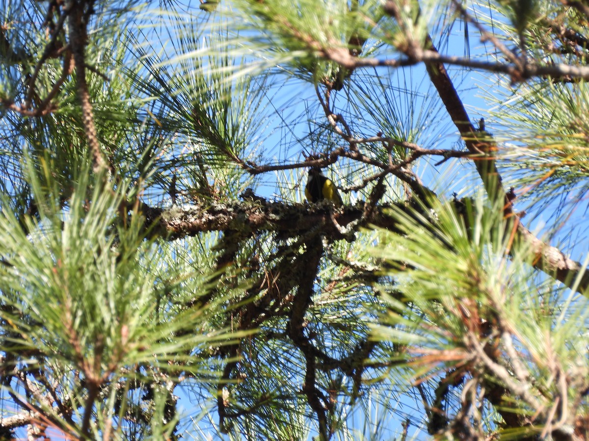 キバラシジュウカラ - ML647409040