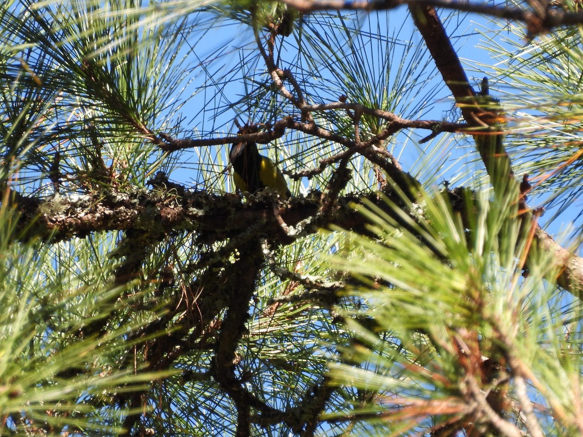 キバラシジュウカラ - ML647409041