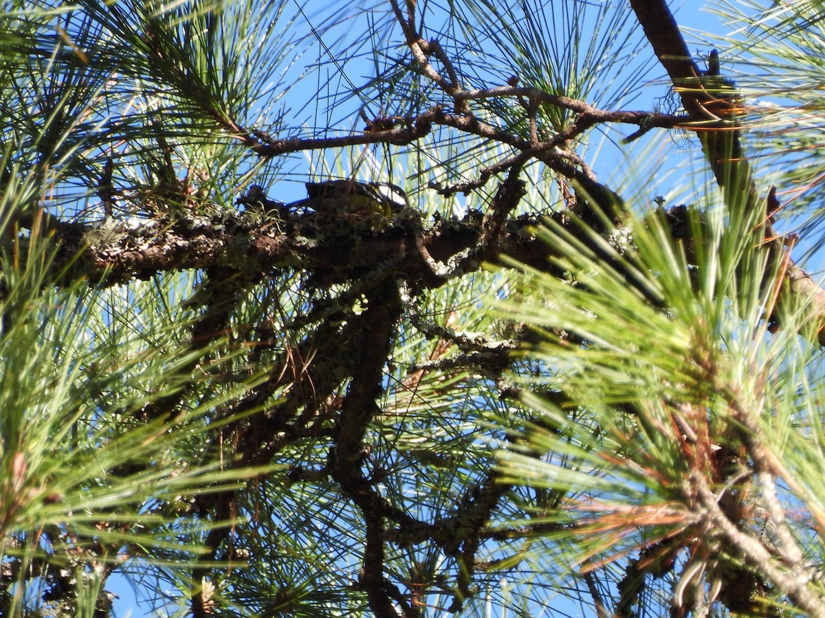 キバラシジュウカラ - ML647409042