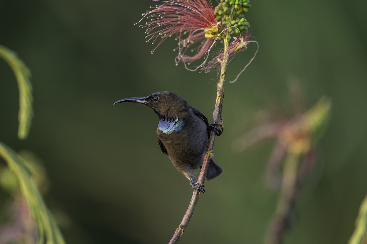 ルリノドタイヨウチョウ - ML647409043