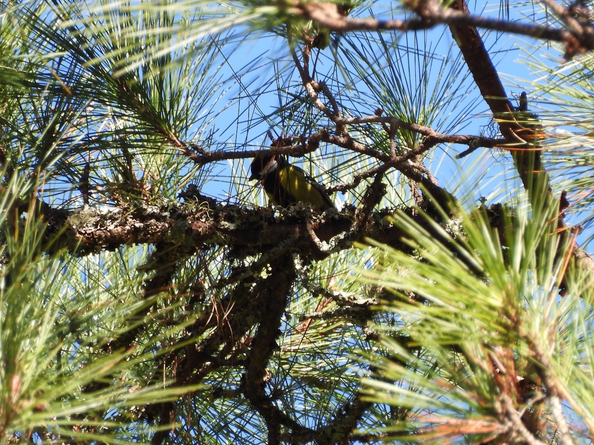 キバラシジュウカラ - ML647409044