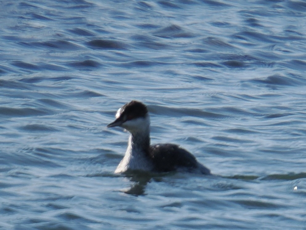 ミミカイツブリ - ML647409052