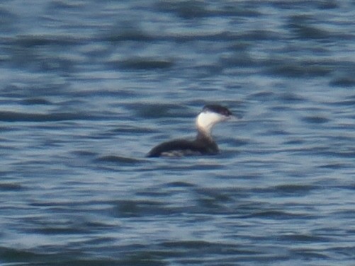 ミミカイツブリ - ML647409053