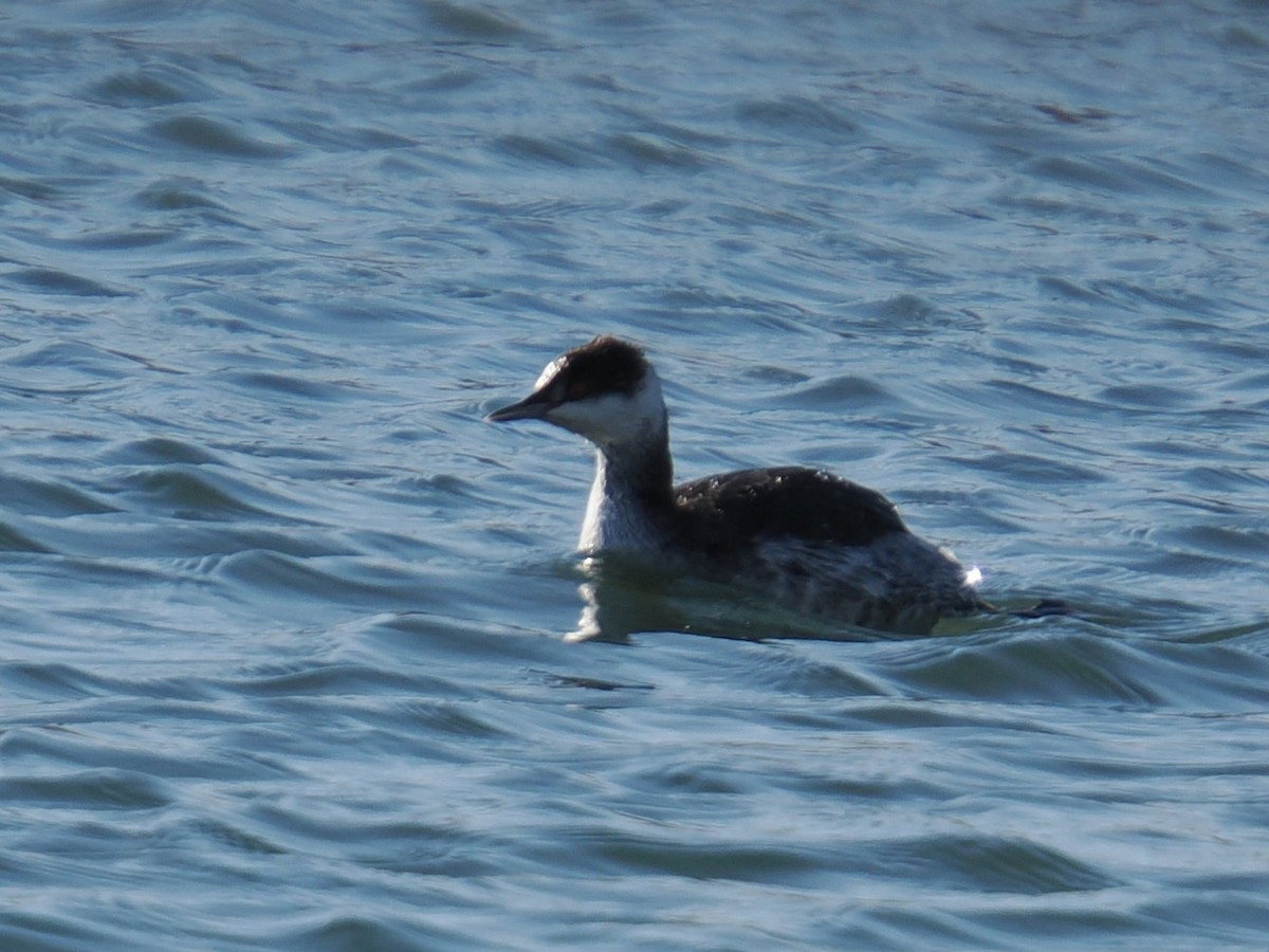 ミミカイツブリ - ML647409054