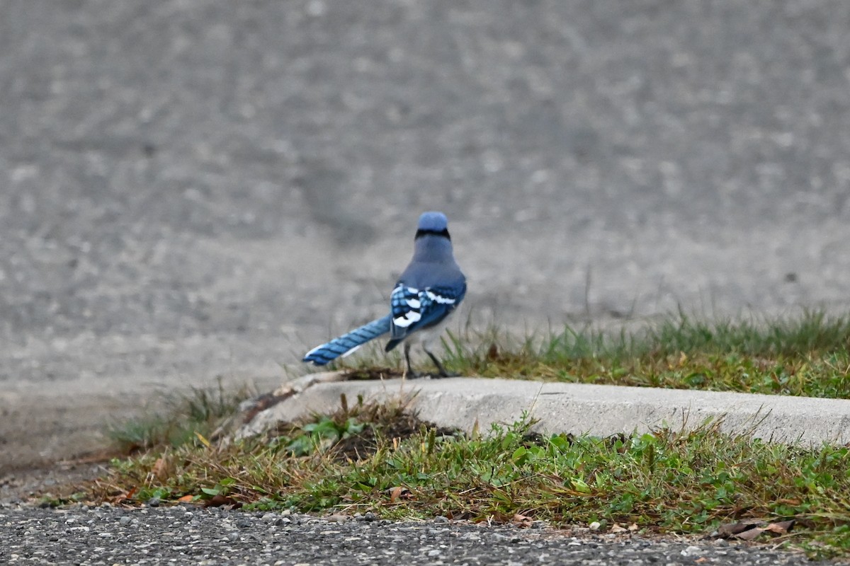 Blue Jay - ML647409058