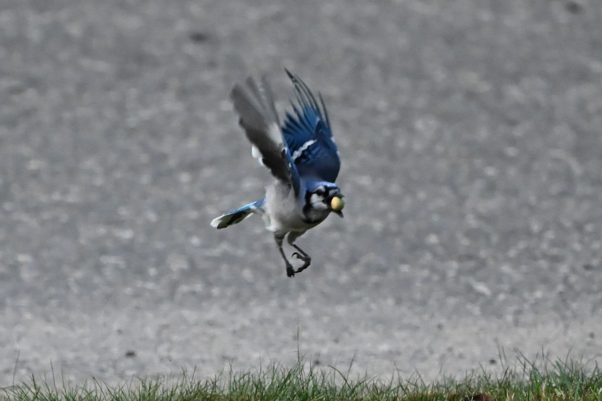 Blue Jay - ML647409059