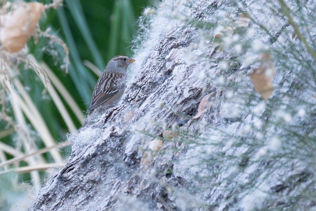 White-crowned Sparrow - ML647409064