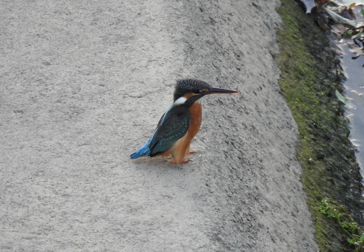 Зимородок - ML647409066