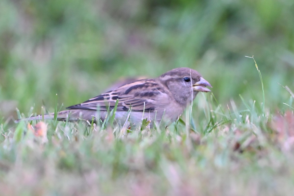 House Sparrow - ML647409069