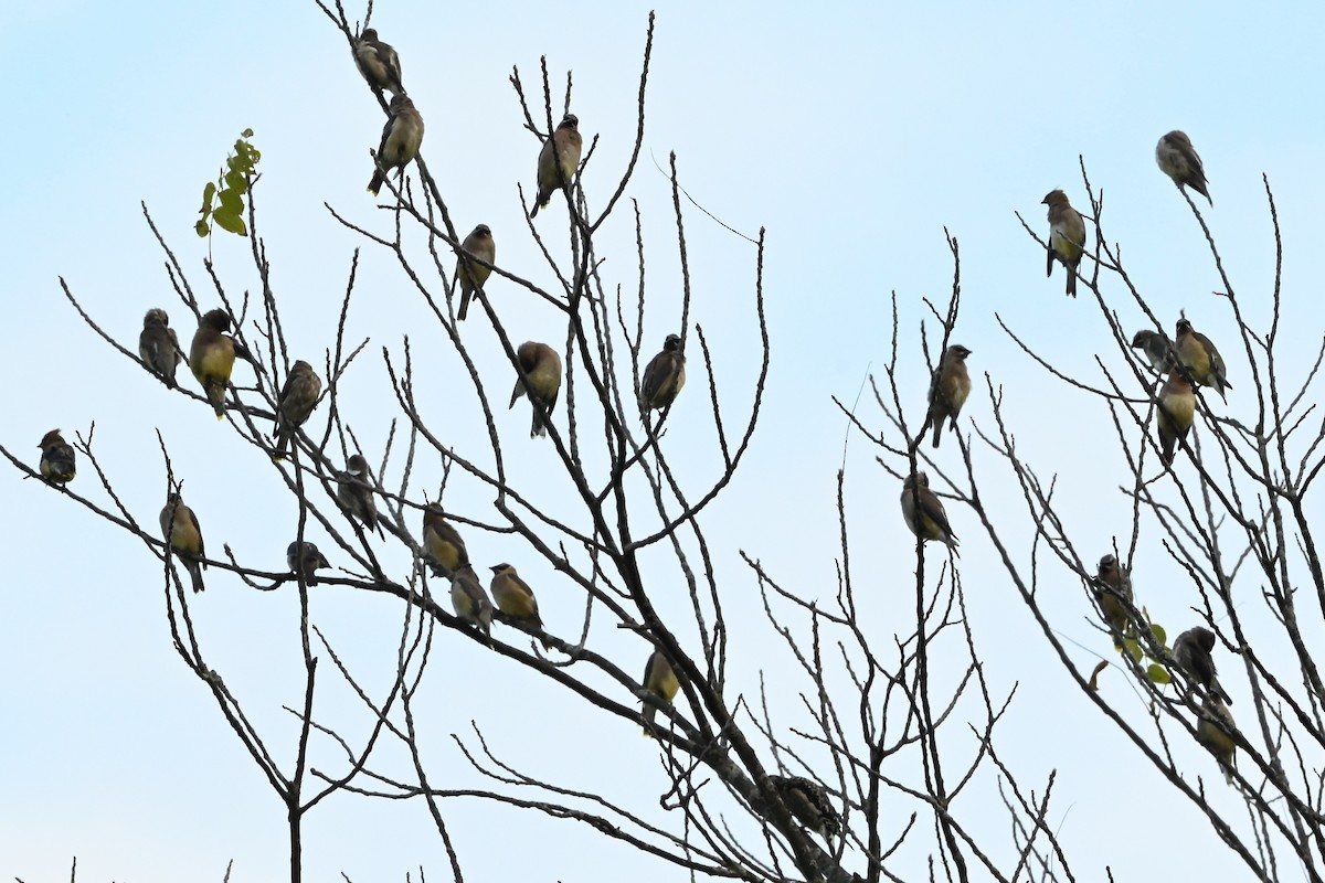 Cedar Waxwing - ML647409071