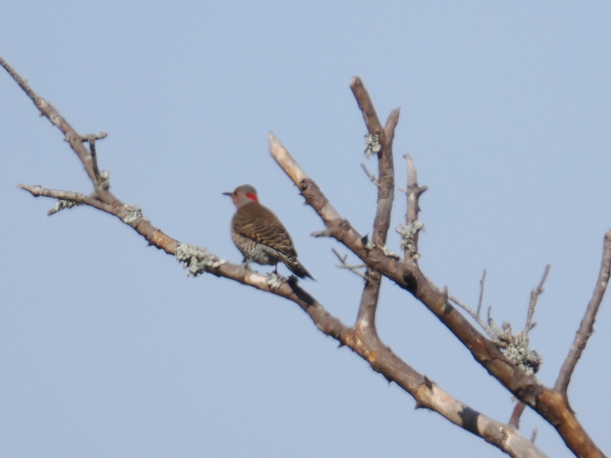 ハシボソキツツキ - ML647409077