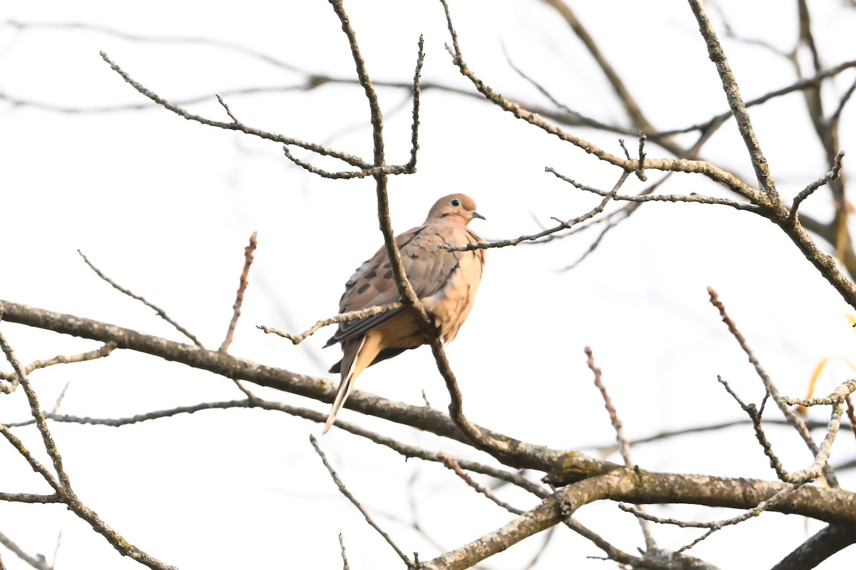 Mourning Dove - ML647409078