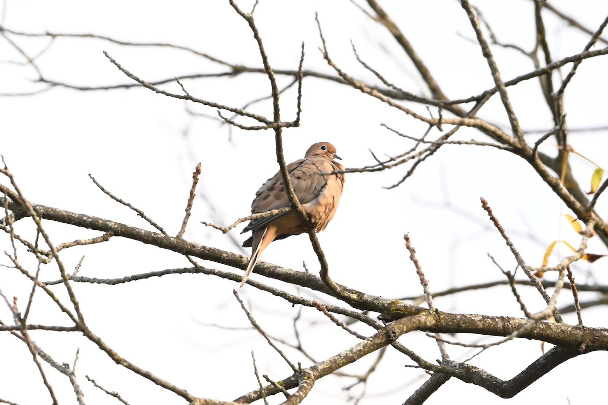 Mourning Dove - ML647409079