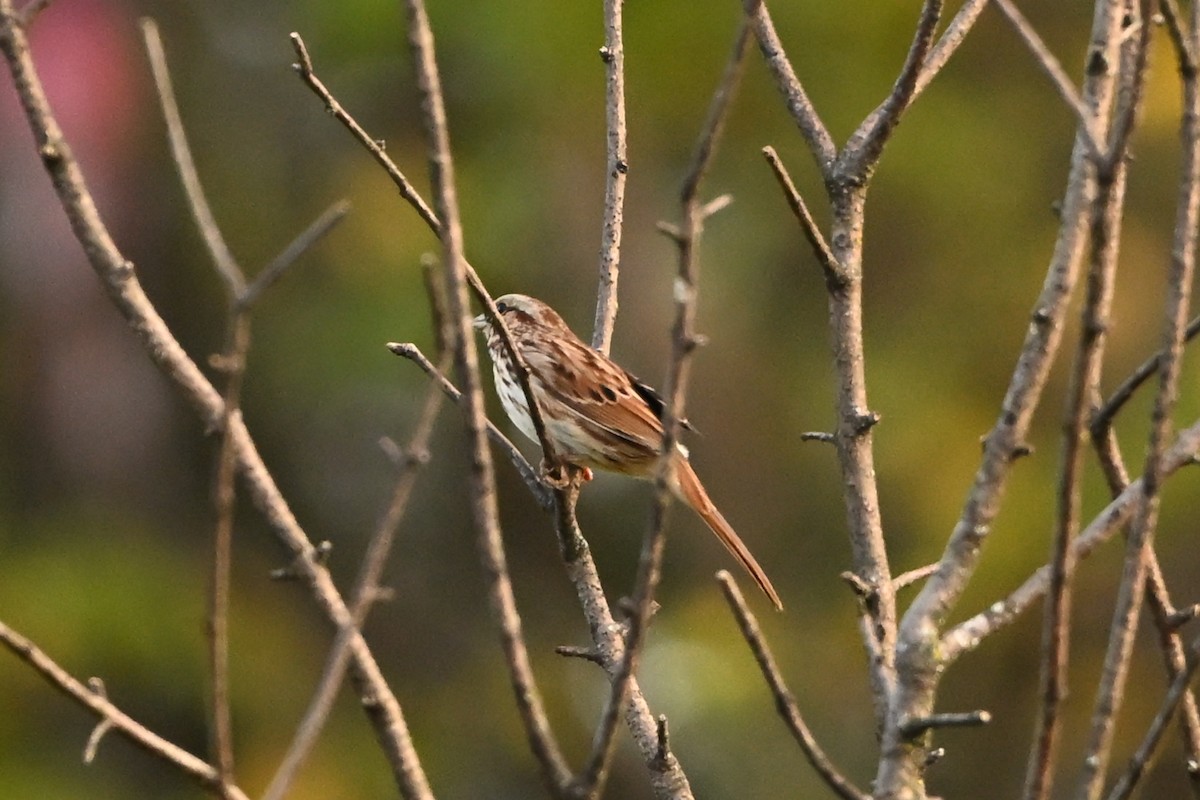 Song Sparrow - ML647409092
