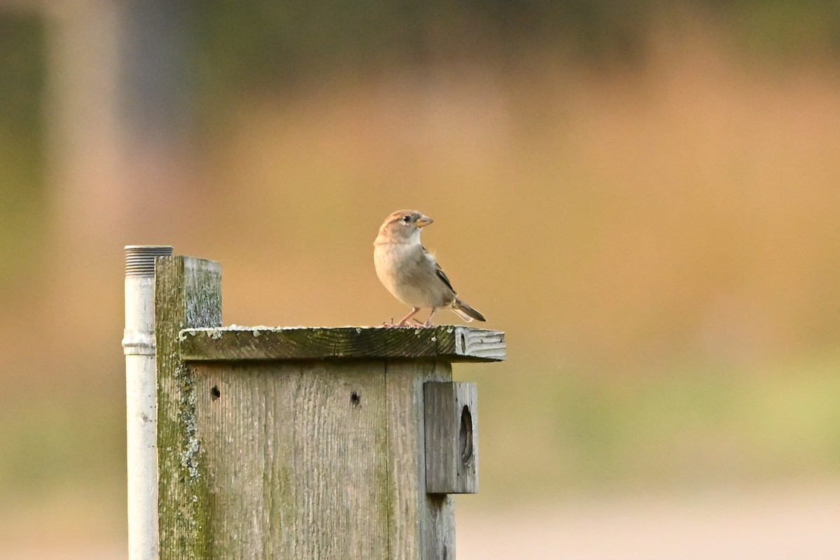 House Sparrow - ML647409093