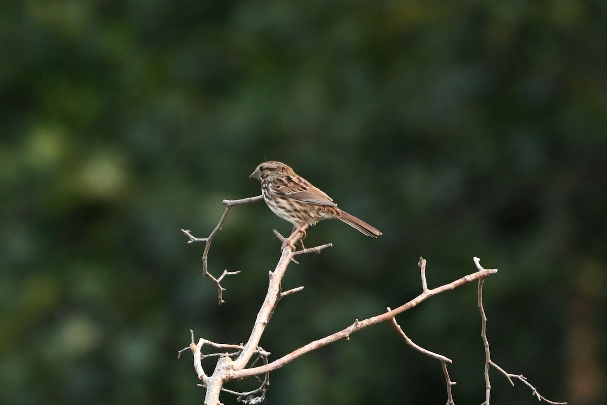 Song Sparrow - ML647409095