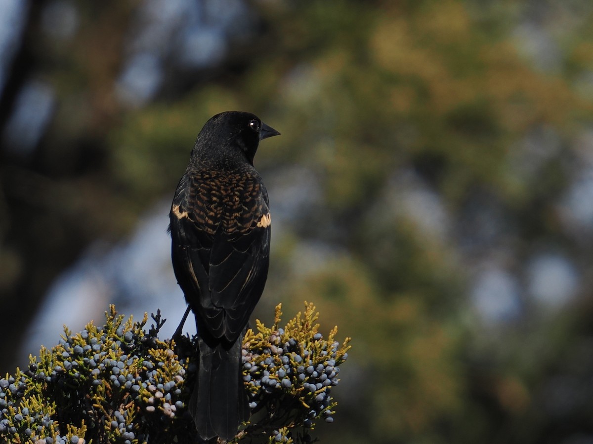 ハゴロモガラス - ML647409100