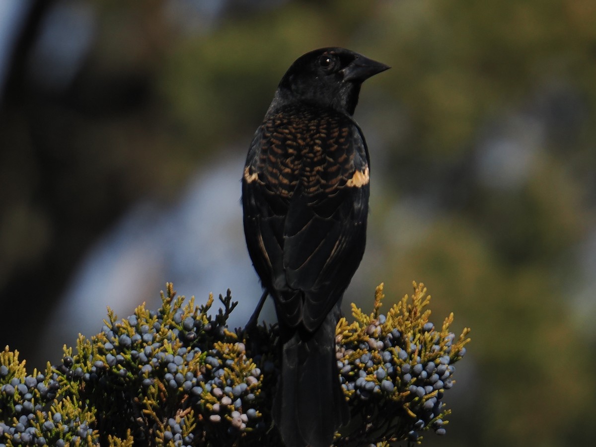 ハゴロモガラス - ML647409101