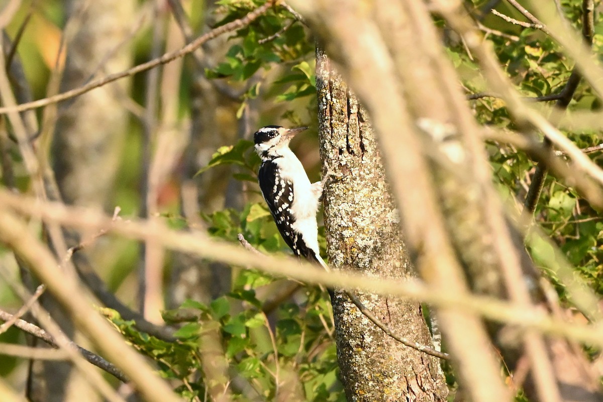 Hairy Woodpecker - ML647409102