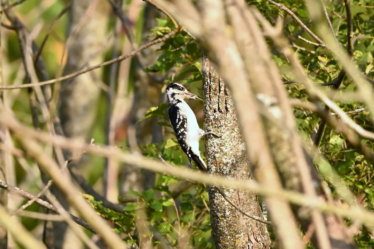 Hairy Woodpecker - ML647409104