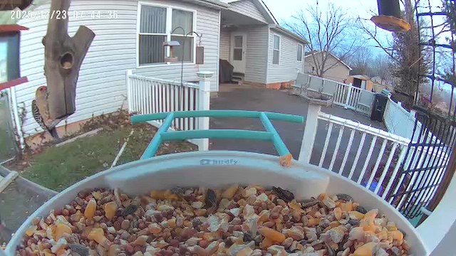 Red-bellied Woodpecker - ML647409105