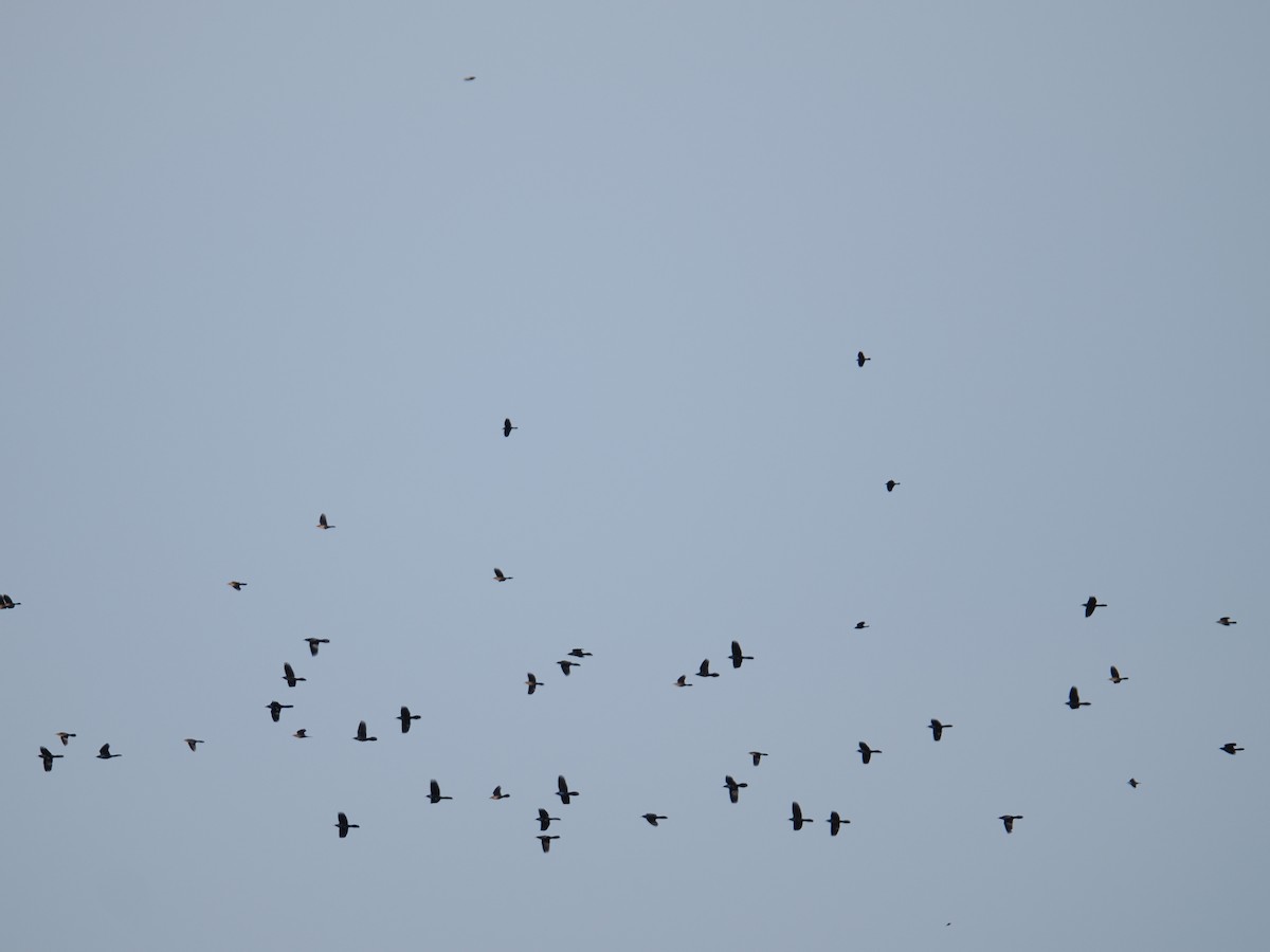 オオクロムクドリモドキ - ML647409107