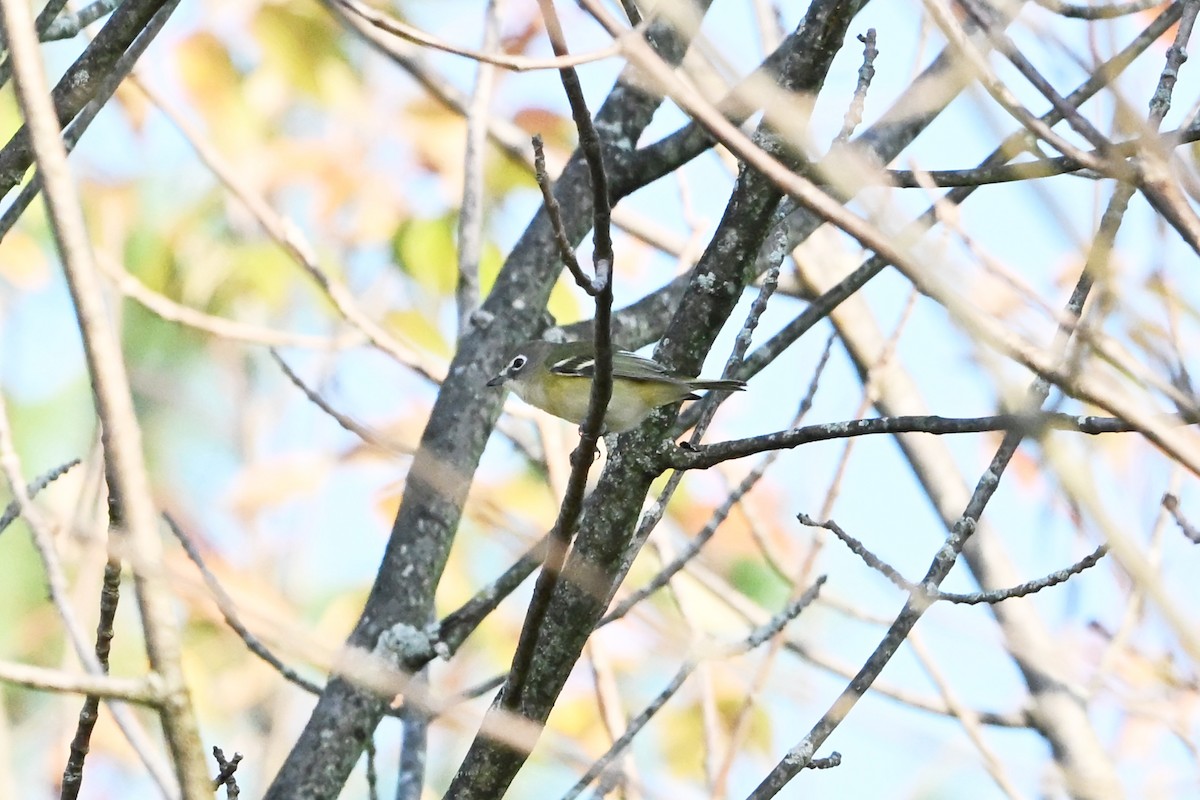 zelenáček brýlový - ML647409108