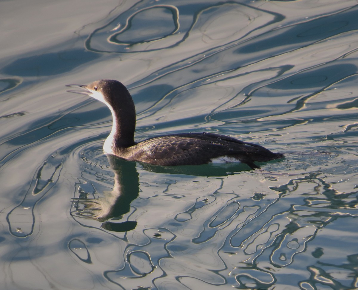 Arctic Loon - ML647409109