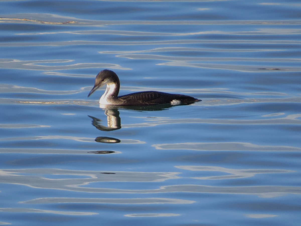 Arctic Loon - ML647409110