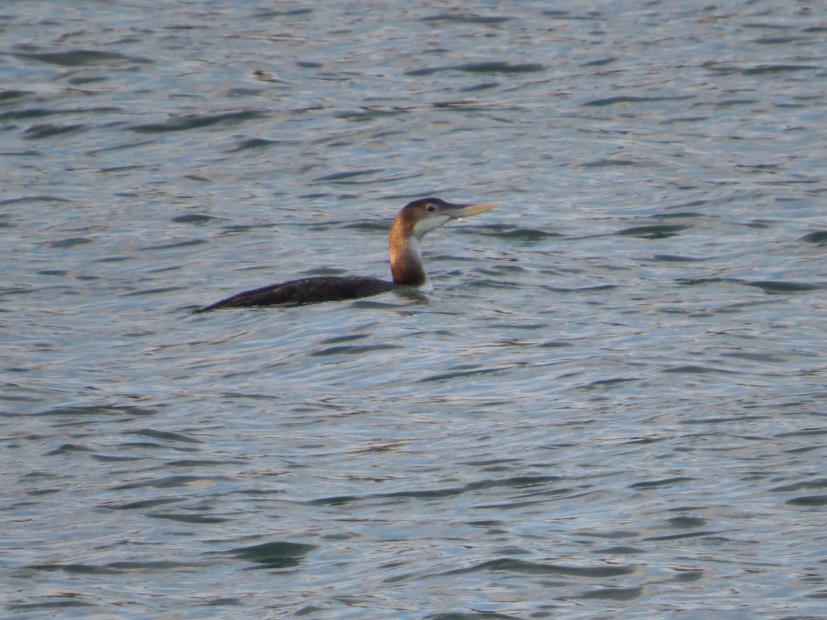 Yellow-billed Loon - ML647409111