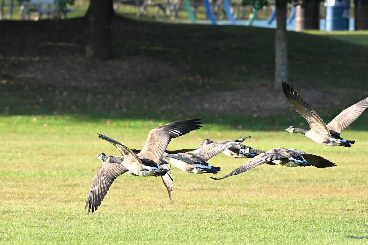 Canada Goose - ML647409113