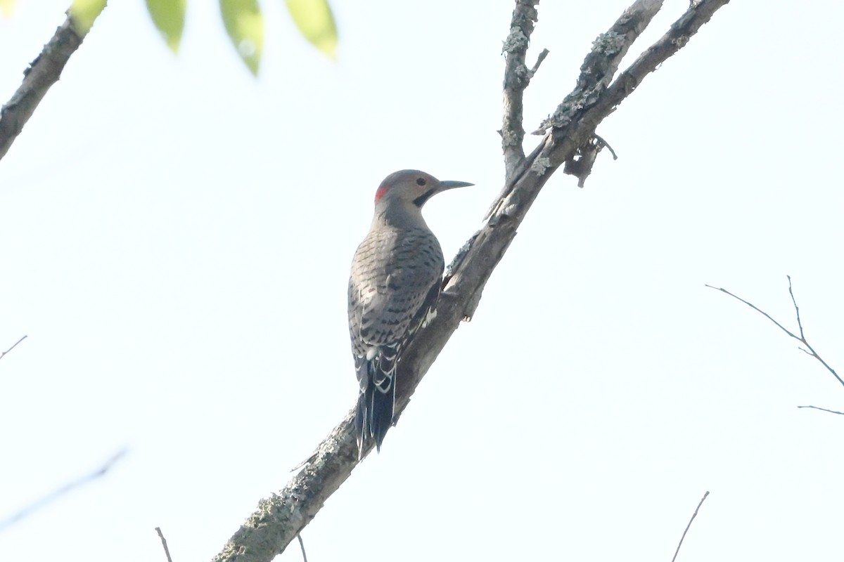Northern Flicker - ML647409122