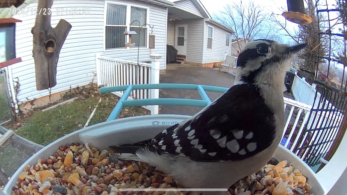 Downy Woodpecker - ML647409123