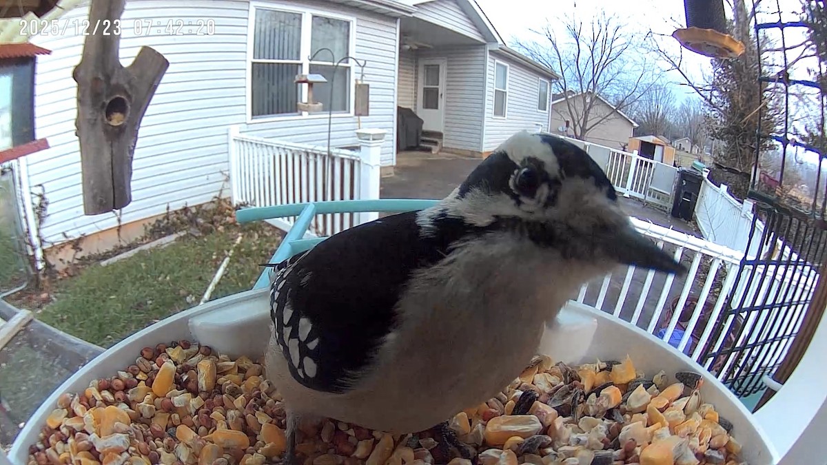 Downy Woodpecker - ML647409124