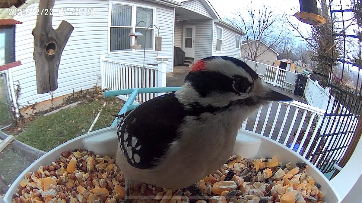 Downy Woodpecker - ML647409125