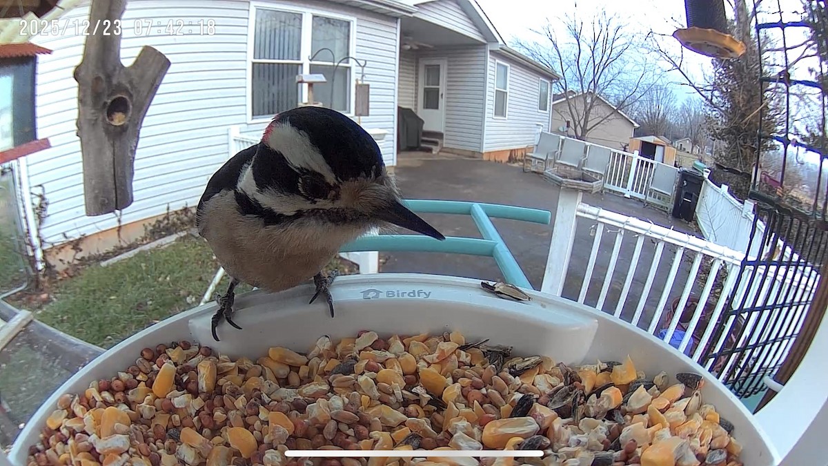 Downy Woodpecker - ML647409126