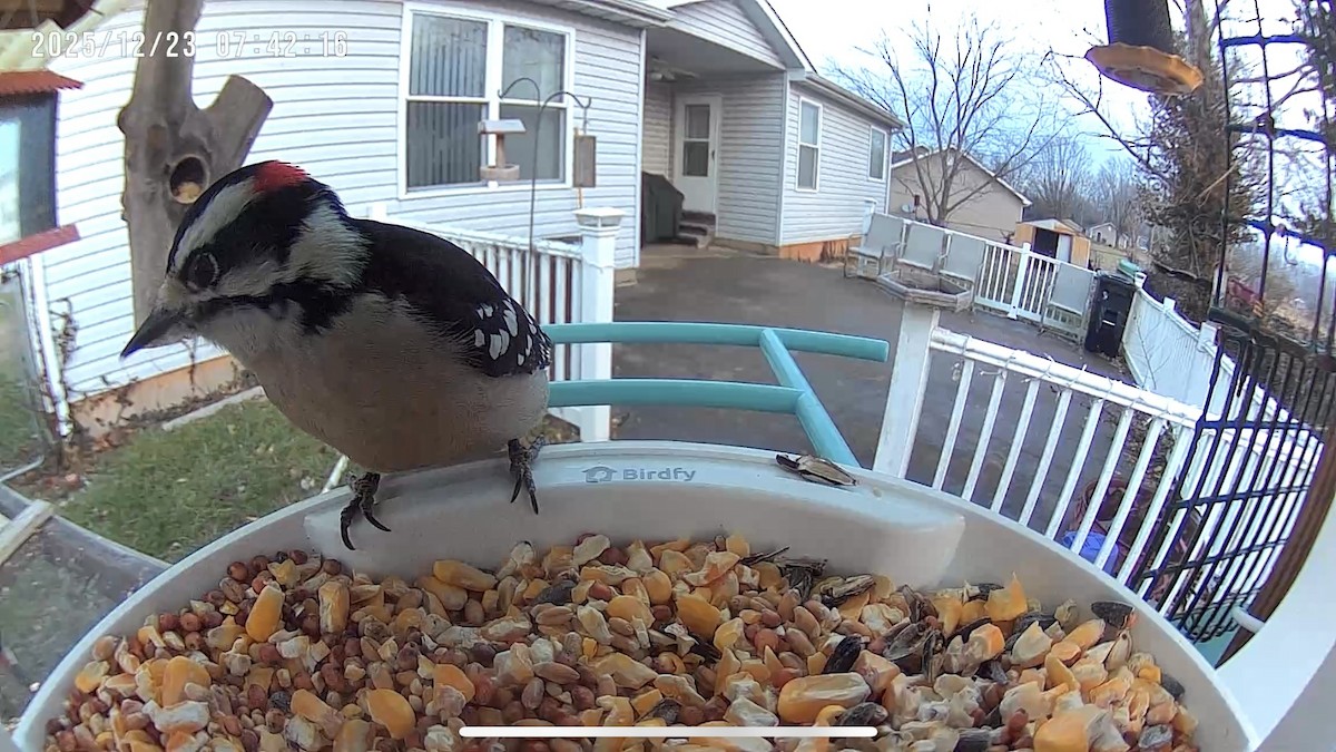 Downy Woodpecker - ML647409130