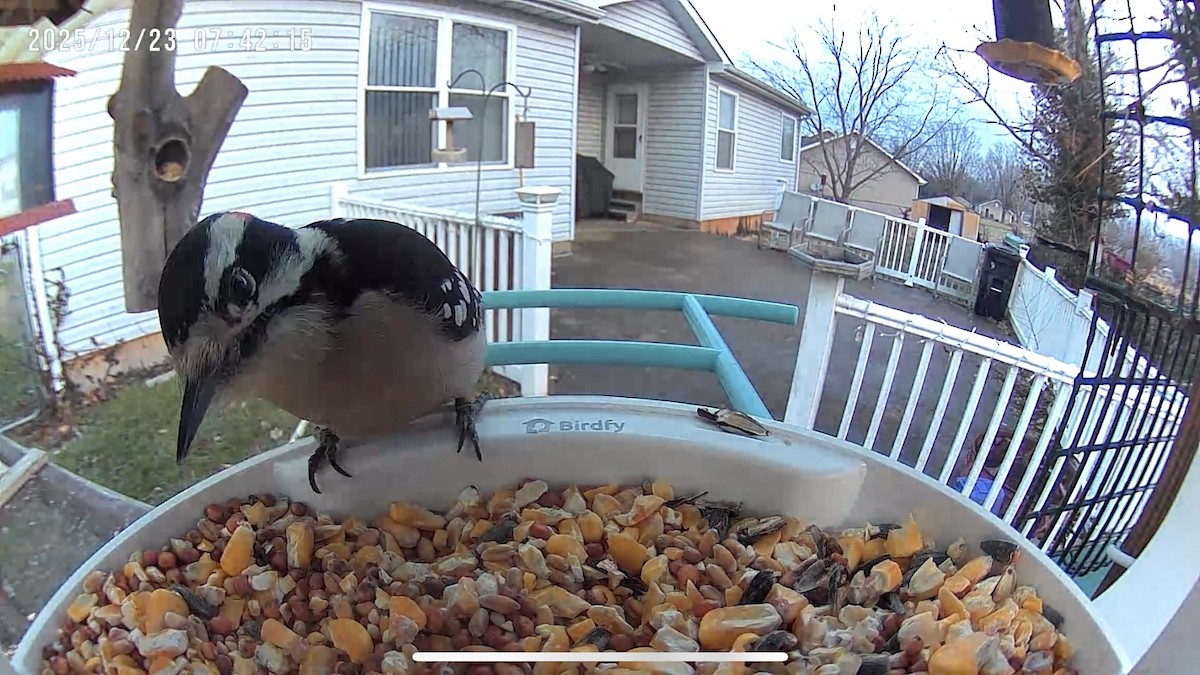 Downy Woodpecker - ML647409131